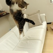maru-chat-jeux-olympiques-saut